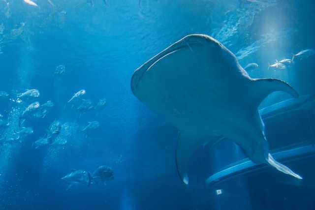 osaka acquarium